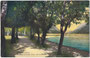 Baumgesäumte Strandpromenade beim Hotel "Fürstenhaus" in Pertisau, Gemeinde Eben, Bezirk Schwaz, Tirol von Süden. Photochromdruck 9 x 14 cm; Aufnahme und Verlag Robert Warger, Innsbruck 1910.  Inv.-Nr. vu914pcd00359