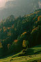 Herbstweide von Großvieh nach der Almabfahrt oberhalb vom Krummsee in Kramsach. Farbdiapositiv 24 x 36 mm; © Johann G. Mairhofer 1983. Inv.-Nr. dc135kd5073.03_14