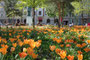 Blumenrabatte auf der Grüninsel am Adolf-Pichler-Platz, benannt nach dem Alt-Tiroler Universalgelehrten und Universitätsprofessor (1819 Erl – 1900 Innsbruck) in Innsbruck, Innere Stadt. Digitalphoto, © Johann G. Mairhofer 2011.  Inv.-Nr. 1DSC01397
