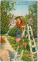 "Cote d'Azur - La Couillette des Oranges". Orangenernte wohl in Menton an der Französischen Riviera. Photochromdruck 9 x 14 cm; Impressum: Edit(ion). d'Art Rostan & Munier, 19 - rue Marceau, Nice um 1920.  Inv.-Nr. vu914pcd00059
