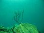 pianta rupicola sottomarina