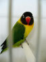 Personatus verde scuro (femmina)
