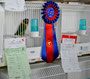 Personatus D green 1° posto