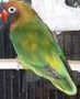 Nigrigenis pezzato verde