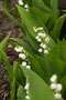 Maiglöckchen, gewöhnliches (Convallaria majalis (Maiglöckchengewächse)); Lily of the valley (Engl.)