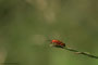 Rotgelber Weichkäfer (Rhagonycha fulva); Common red soldier beetle(Engl.)