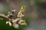 Johannisbeeren (Ribes); Redcurrant (Engl.)
