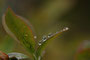 Heidelbeere (Vaccinium myrtillus); Blueberry (Engl.)