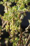 Johannisbeeren (Ribes); Redcurrant (Engl.)