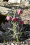 Schachbrettblume (Fritillaria meleagris); Fritillaria meleagris (Engl.)