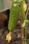 (Frühstücks-)Gurke (Cucumis sativus); Cucumber (Engl.)