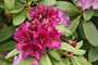 Rhododendren (Rhododendron); Rhododendron (Engl.)