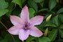 Waldrebe (Clematis); Clematis (Engl.)