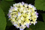 Gartenhortensie (Hydrangea macrophylla), Hydrangea (Engl.)