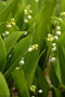 Maiglöckchen, gewöhnliches (Convallaria majalis (Maiglöckchengewächse)); Lily of the valley (Engl.)