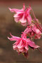 Akelei (Aquilegia); Aquilegia (Engl.)