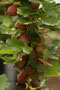 Stachelbeeren (Ribes uva-crispa syn. Ribes grossularia); Gooseberry (Engl.)