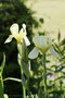 Deutsche Schwertlilie (Iris germanica); Iris (Engl.)