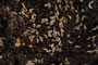 Petersilie mooskraus (Petroselinum crispum); Petersilie (Engl.)