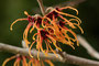 Hybrid - Zaubernuss (Hamamelis x intermedia); Hamamelis x intermedia (Engl.)