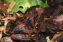 Erdkroete (Bufo bufo-Komplex); Common toad bzw. European toad (Engl.)