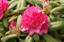 Rhododendren (Rhododendron); Rhododendron (Engl.)