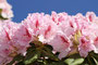 Rhododendren (Rhododendron); Rhododendron (Engl.)