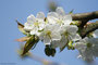 Kirschblüte (Prunus avium); Cherry (Engl.)