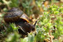 Gefleckte Schnirkelschnecke (Arianta arbustorum)