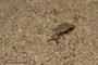 Ameisenlöwe; Larve der Ameisenjungfern (Myrmeleontidae)