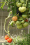 (Italienische Ochsenherz-) Tomate (Solanum lycopersicum; Tomato (Engl.)