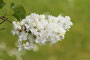 Gewöhnlicher Flieder (Syringa vulgaris); Syringa (lilac) (Engl.)