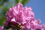 Rhododendren (Rhododendron); Rhododendron (Engl.)