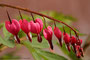 Tränendes Herz (Lamprocapnos spectabilis); Lamprocapnos spectabilis (Engl.)