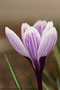 Krokus (Crocus); Crocus (Engl.)