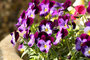 Hornveilchen (Viola cornuta); Viola cornuta (Engl.)