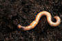 Regenwurm  (Lumbricidae), Earthworm (Engl.)