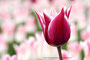 Tulpe (Tulipa); Tulip (Engl.)