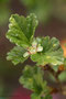 Stachelbeeren (Ribes uva-crispa syn. Ribes grossularia); Gooseberry (Engl.)