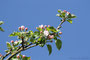 Apfelbaumblüte; Apfel (Malus); Apple (Engl.) 