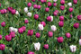 Tulpe (Tulipa); Tulip (Engl.)