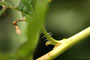 Stachelbeerblattwespenlarve (Nematus ribesii); Nematus ribesii (Engl.)