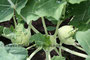 weißer Kohlrabi (Brassica oleracea var. gongylodes); Kohlrabi (Engl.)