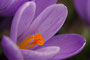 Krokus (Crocus); Crocus (Engl.)