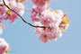 Japanische Blütenkirsche (Prunus serrulata); Prunus serrulata (Engl.)