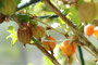 Stachelbeeren (Ribes uva-crispa syn. Ribes grossularia); Gooseberry (Engl.)