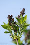 Gewöhnlicher Flieder (Syringa vulgaris); Syringa (lilac) (Engl.)