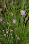 Schnittlauch (Allium schoenoprasum), Chives (Engl.)
