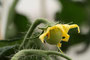 (Balkon-)Tomate (Solanum lycopersicum); Tomato (Engl.)