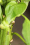 Ameisen (Formicidae); Ant (Engl.)
